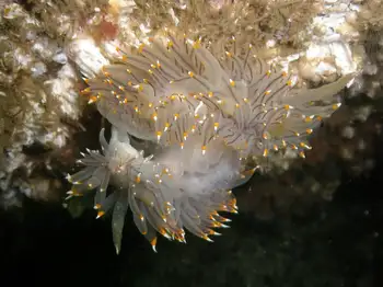 Mating Bicolor Nudibranchs