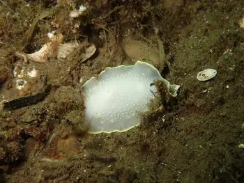 Yellow Rimmed Nudibranch