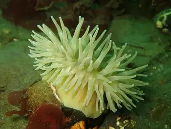 Swimming Anemone