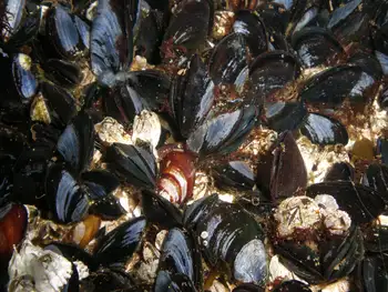 Mediterranean Mussels