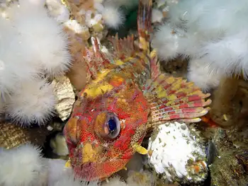 red irish lord sculpin