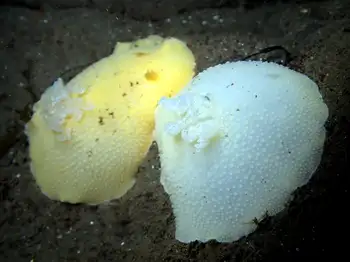 Noble Sea Lemons