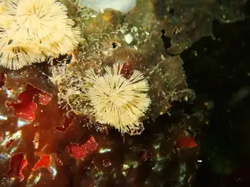 Hydroid