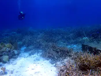 Staghorn Coral