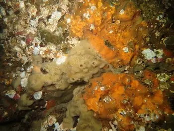 Hard Gnarled Clump Sponge