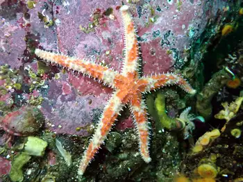 Rainbow Star