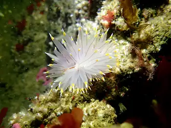 Bicolor Nudibranch