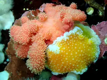 Red Soft Coral