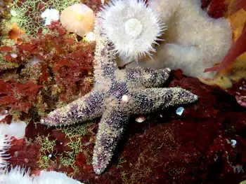 Ochre Star