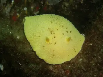 Monterey Sea Lemon