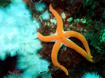 Armpit Blood Star