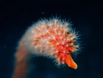 orange sea whip