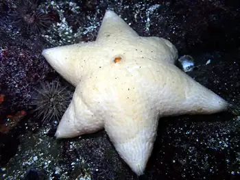 Wrinkled Star