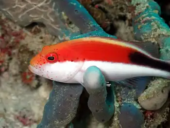 freckled hawkfish