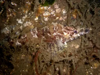 Painted Greenling
