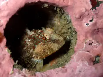 Scalyhead Sculpin