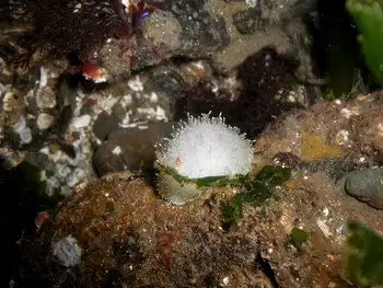 Nanaimo Nudibranch