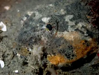 Buffalo Sculpin