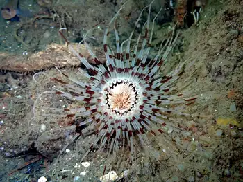 Tube Dwelling Anemone