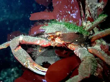 Southern Kelp Crab