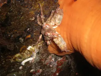 Sharp Nosed Crab