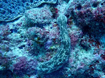 graeffe's sea cucumber