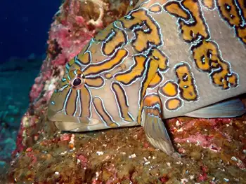 giant hawkfish