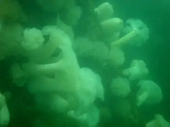 Metridium Anemones