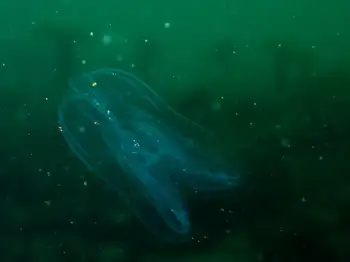 Comb Jelly