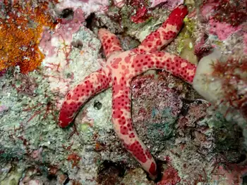 Multipore Star