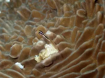 Coral