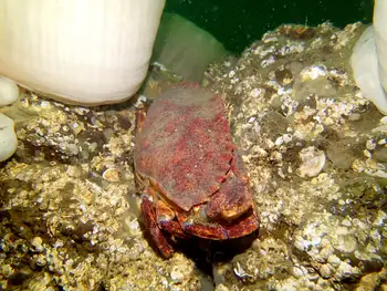 Red Rock Crab