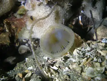 Slime Tube Feather Duster Worm