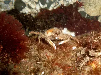 Graceful Decorator Crab
