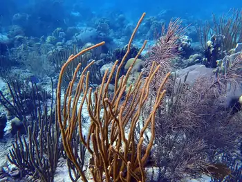 Coral