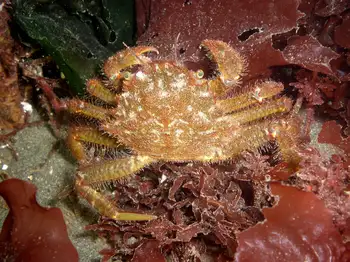 Helmet Crab