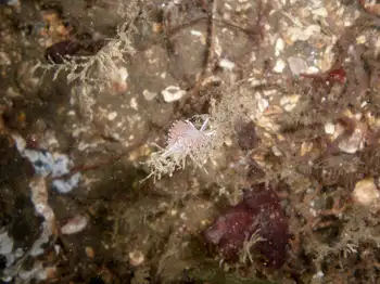 Red Gilled Nudibranch