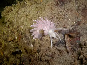 Red Flabellina Nudibranch
