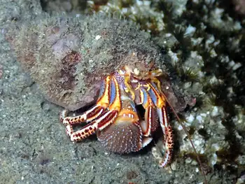 Widehand Hermit Crab