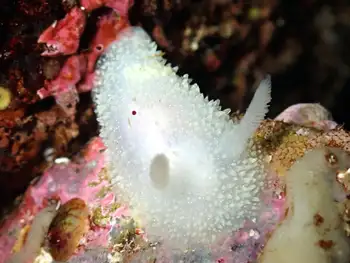 Pilose Dorid