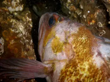 Copper Rockfish