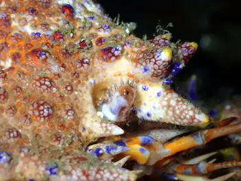 Puget Sound King Crab