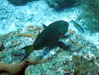 Parrotfish