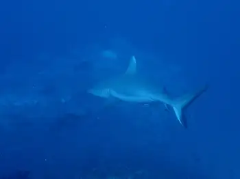 Blacktail Reef Shark