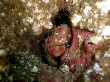 Pygmy Rock Crab