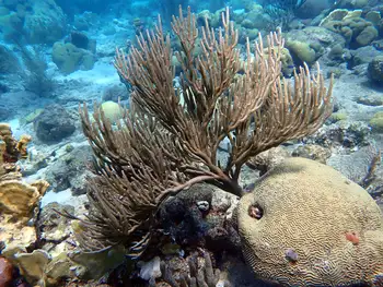 Coral