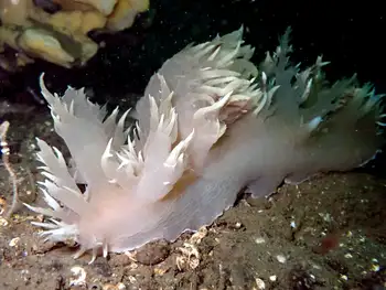 Giant Nudibranch