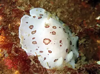 Leopard Nudibranch