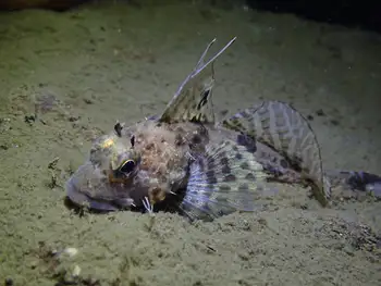spotfin sculpin
