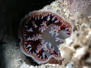 Rough Piddock Clam